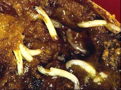 Fungus Gnat ( bradísia) Danos às radículas e vetores de