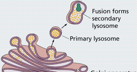 LISOSSOMOS E PEROXISSOMOS: Lisossomos Pequenas vesículas que se soltam do CG, em formatos esféricos ou ovais, especializadas na