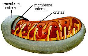 MITOCÔNDRIAS: Organelas cilíndricas, delimitadas por duas membranas lipoproteicas; Principal função: liberar