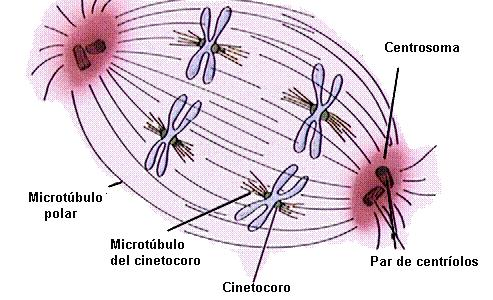 APARELHO MITÓTICO É constituído pelos fusos, centríolos, ásteres e cromossomos.