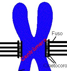 Cada cromossomo têm duas cromátides ligadas