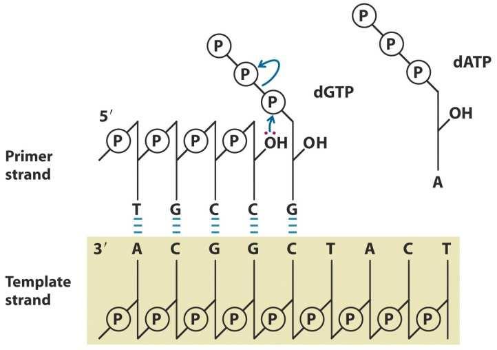 sequência para introduzir sítios de restrição para endonucleases São oligonucleotídeos de DNA