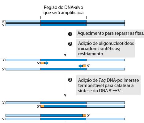 Clonagem molecular Reação em Cadeia da Polimerase Polimerase Chain Reaction - PCR Reação cíclica que se baseia em 3 etapas: 1º - Desnaturação do DNA - ~95 ºC 2º - Anelamento do Primer - ~45-65