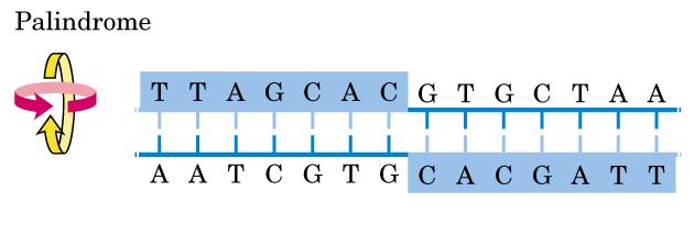 Endonucleases de Restrição Enzimas de Restrição Enzimas Especializadas em degradar DNA exógeno em bactérias - Mecanismo de defesa contra infecção viral Altíssima especificidade Reconhecem sequências