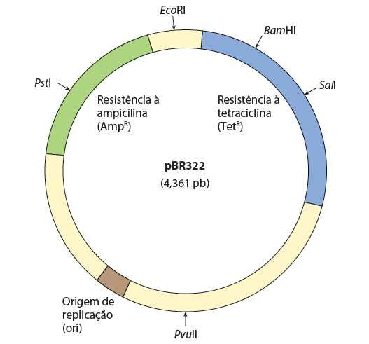 Vetores Plasmídios e bacteriófagos Moléculas de DNA capazes de auto-replicação - - Diferentes de cromossomas bacterianos - Tamanho: 1 a 200 kbp - Diferentes vetores para diferentes objetivos Carregam