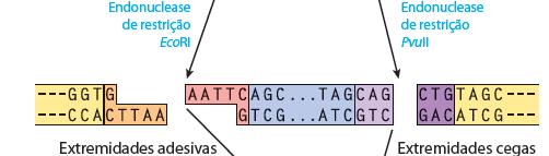 DNA-ligase - Ligação de extremidades