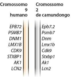 Bibliotecas genômicas Bibliotecas de DNA a partir de DNA genômico - Permite o sequenciamento genômico Permite o estudo do potencial gênico do organismo e sua regulação - Função predita por comparação