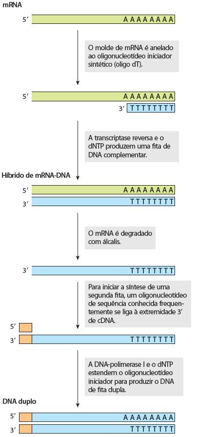 Bibliotecas de cdna 1) Bibliotecas de cdna a partir de moléculas de mrna 2) 3) 4) 1) mrna podem ser purificados usando resina contendo Oligo-dT fixado 2) Necessita da Transcriptase Reversa converte