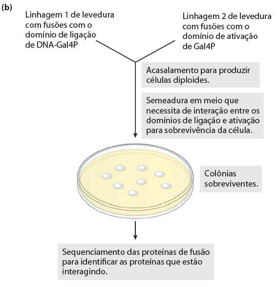 proteína-proteína ou proteína-rna in vivo A culpa por associação Usa proteína modular ou