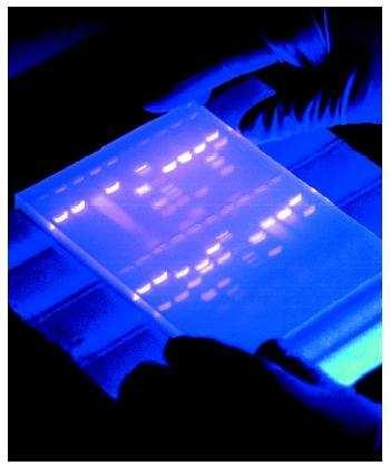 Eletroforese de DNA Fase