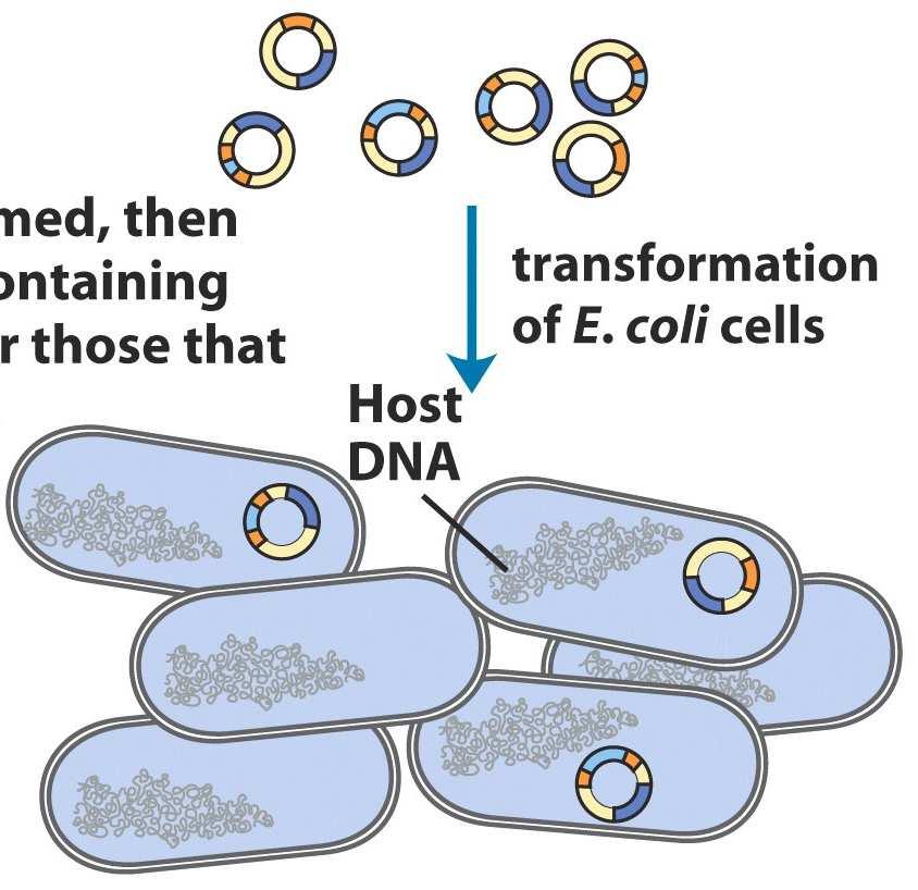 Clonagem Molecular Transformação de células Permite a introdução de DNA exógeno em células