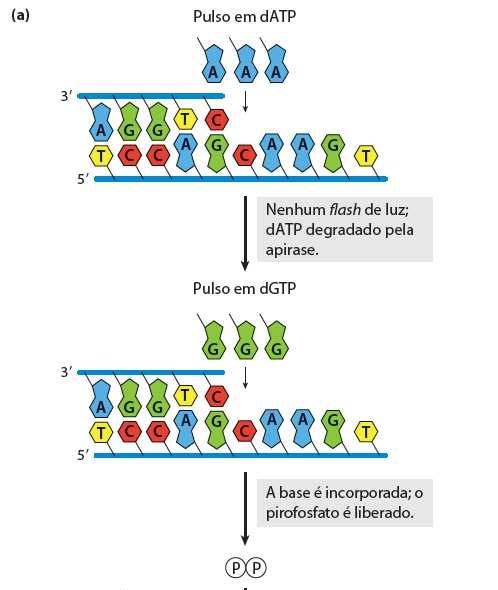 Custo do sequenciamento genômico Sequenciamento de DNA Pirosequenciamento de