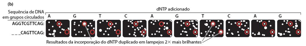 adaptadores de DNA e beads - Diluição em nanopoços - PCR com primers específicos