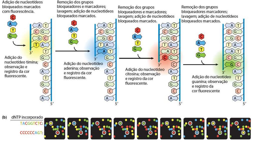 Sequenciamento de DNA Sequenciamento de terminação reversível da cadeia de