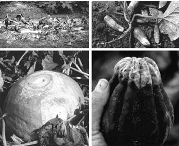 Tipos de deterioração de frutas e hortaliças causadas por fungos Apodrecimento por