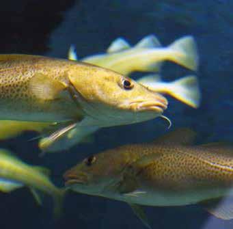 Bacalhau: um peixe com cabeça Nesta visita à Sala da Faina Maior, de um saco de lona saem objetos que contam estórias.