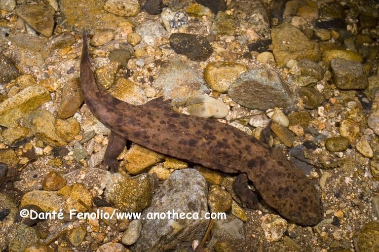 Caudata Bolitoglossa paraensis (Plethodontidae)