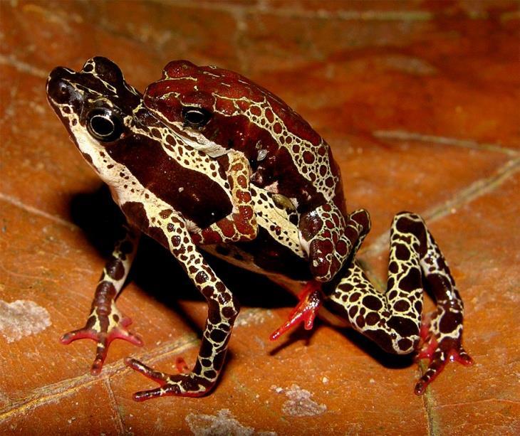 Rhinella