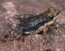 (Bufonidae) N.