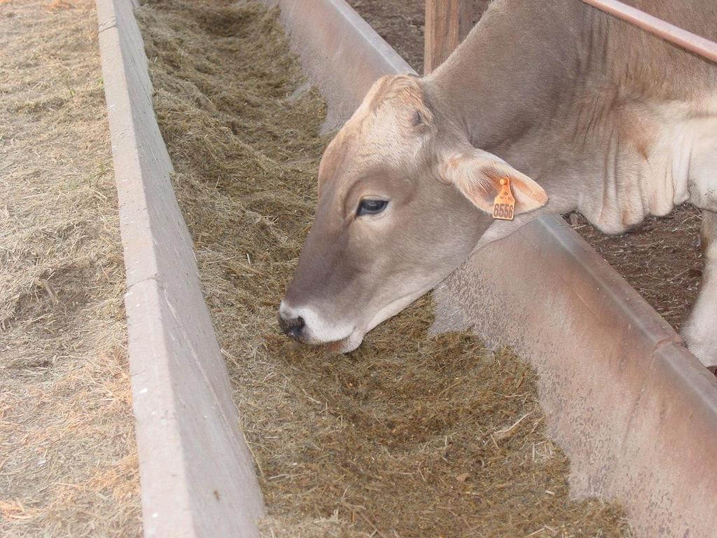 Suplementação com silagem de capim Viera (2007) Desempenho de holandes x zebu