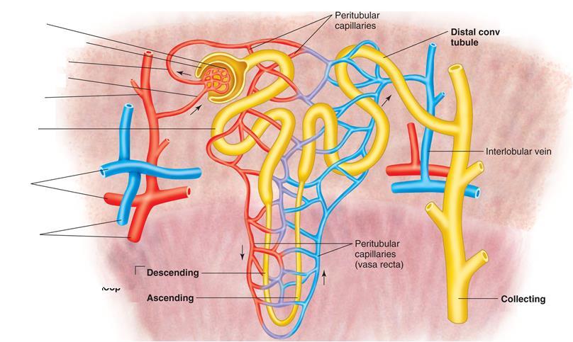 Capsula de Bowman Glomérulo Capsula glomerular Arteríola eferente Arteríola aferente Capilares peritubulares Túbulo distal Arteria interlobular Túbulo proximal Córtex