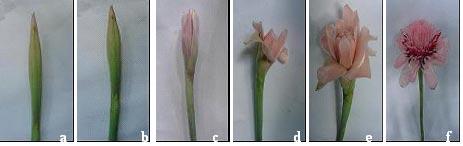 CARACTERIZAÇÃO DE HASTES DE FLORES TROPICAIS DA EMISSÃO ATÉ A COLHEITA 97 Figura 3. Escala de notas para descrição do estádio de desenvolvimento das hastes florais de E.