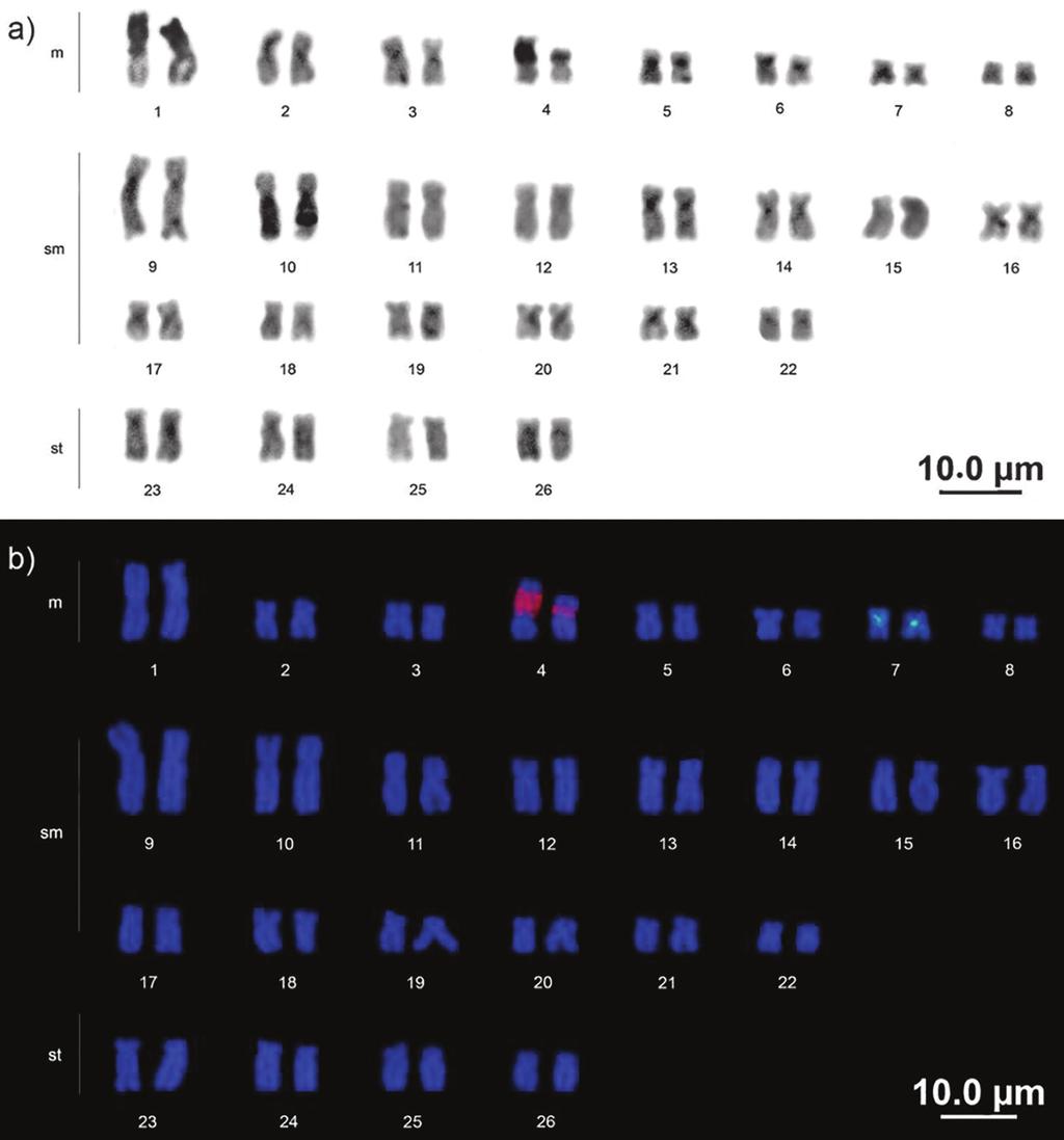 4 Cytogenetic analysis of Baryancistrus xanthellus Fig. 3. Karyotype of Baryancistrus xanthellus: a) C-banding; b) Mapping of rdna 18S (red signal) and 5S (green signal) through double FISH.