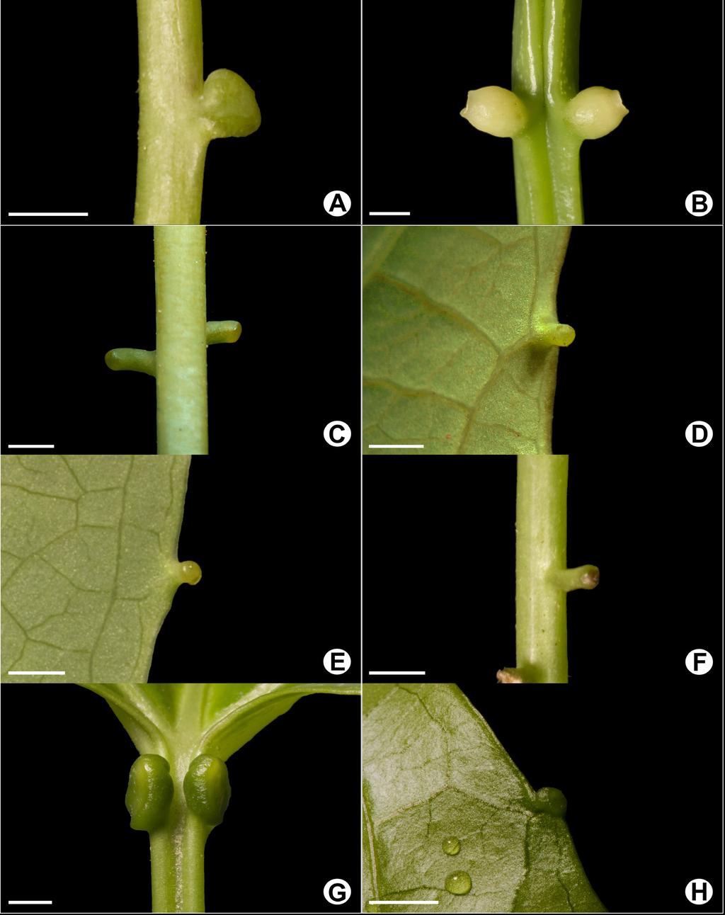 14 Mondin et al. com 1-6 cm. Brácteas ausentes. Flores axilares, solitárias ou aos pares, branco-esverdeadas, com 2-6 cm de diâmetro. Tubo do cálice cilíndrico.