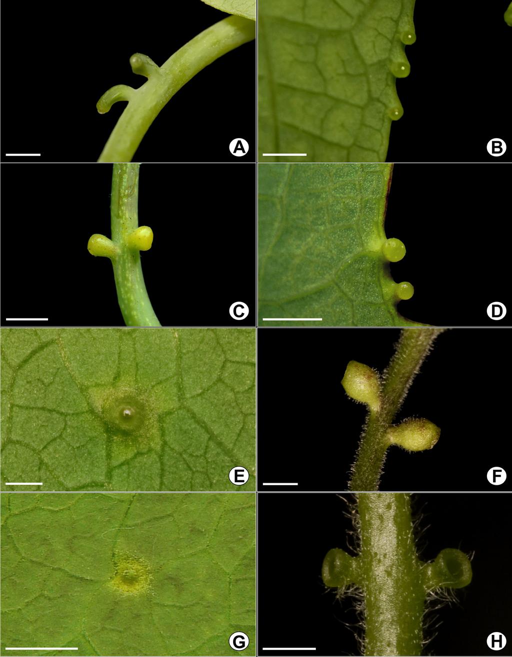 Sinopse das Passifloraceae do Rio Grande do Sul 15 presente, com filamentos capilares de ápice capitado, com cerca de 3 mm. Androginóforo com cerca de 7 mm.