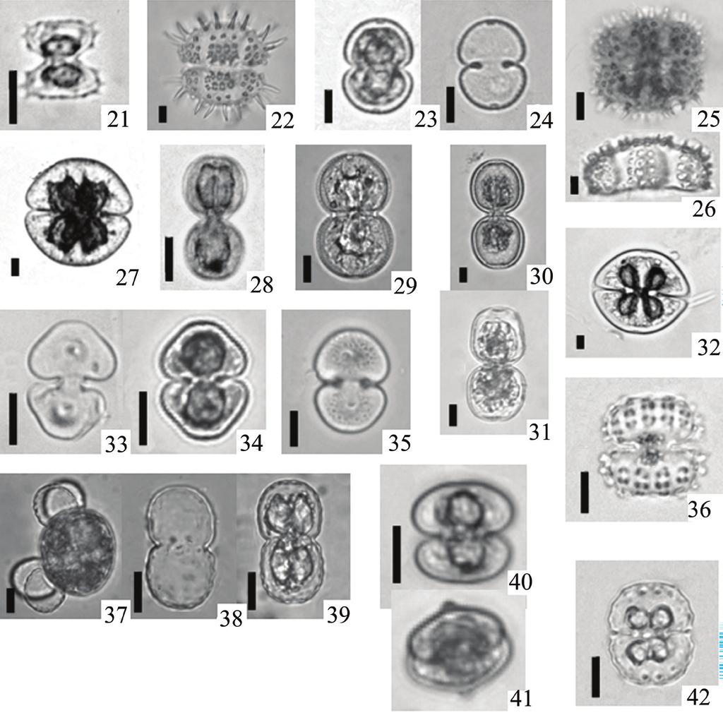 Estrela et al.: Cosmarium do Distrito Federal 543 Figuras 21-42. 21. Cosmarium furcatum. 22. C. horridum. 23 24. C. laeve var. acervatum. 25 26. C. lagoense var. amoebum. 25. Detalhe da semicélula.