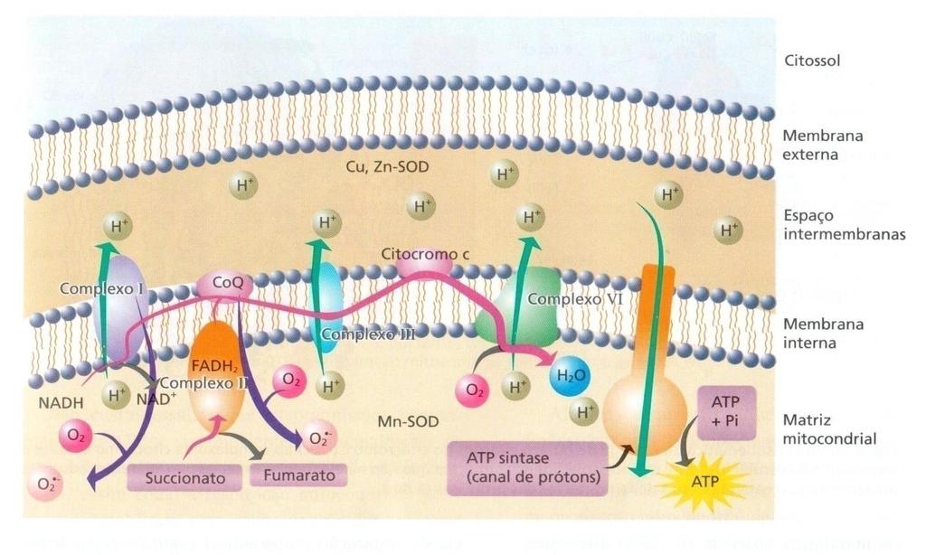 Reações Bioquímicas na Cadeia