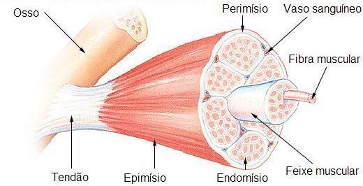 Estrutura do Músculo
