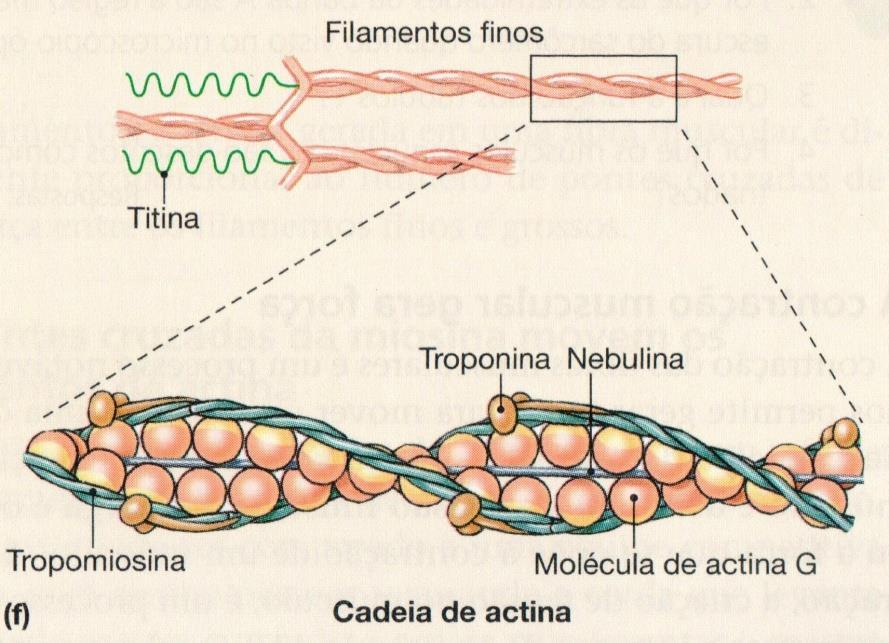 Proteínas