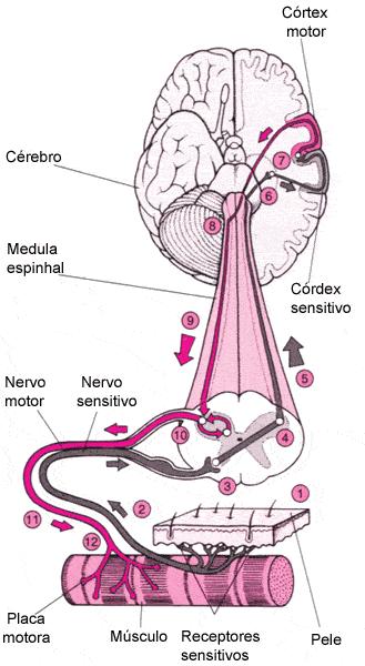 Classificação da Fadiga Muscular Quanto ao sistema neural Fadiga