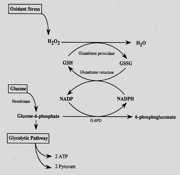 PRODUÇÃO E ARMAZENAMENTO DE ENERGIA 10% da glicose oxidada pelo Ciclo das Pentoses (Desvio da Hexose Monofosfato) Importância Gerar