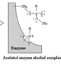 enzimática utilizando metanol. Figura 2.