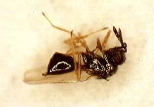 cameroni parasitam pupas de dípteros. Os géneros Asaphes e Pachyneuron são hiperparasitóides de afídeos, de que são exemplos as espécies bastante comuns P. aphidis (Fig. 14) e A. suspensus.