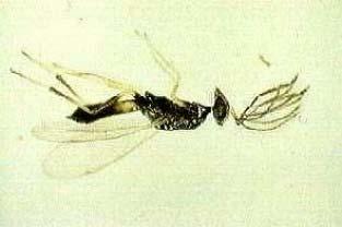 citrella (Gracillariidae) Trifurcula sp. (Nepticulidae) C. staintoni (Gracillariidae) Fig. 18 Os eulofídeos do género Dygliphus, são parasitóides de dípteros agromizídeos. Fig. 19 Um eulofídeo do género Sympiesis, ataca a mineira-do-abacateiro.