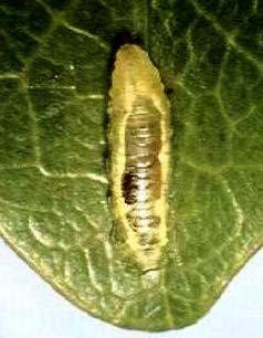 Artrópodes Auxiliares na Ilha da Madeira 312 Fig. 3 A larva de Episyrphus balteatus, assim como as de muitas outras espécies de sirfídeos, é predadora de afídeos.
