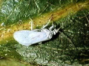 As larvas são mais pequenas e os adultos apresentam colorações castanhas ou cinzentas, com o corpo coberto de pelos, ao Fig.