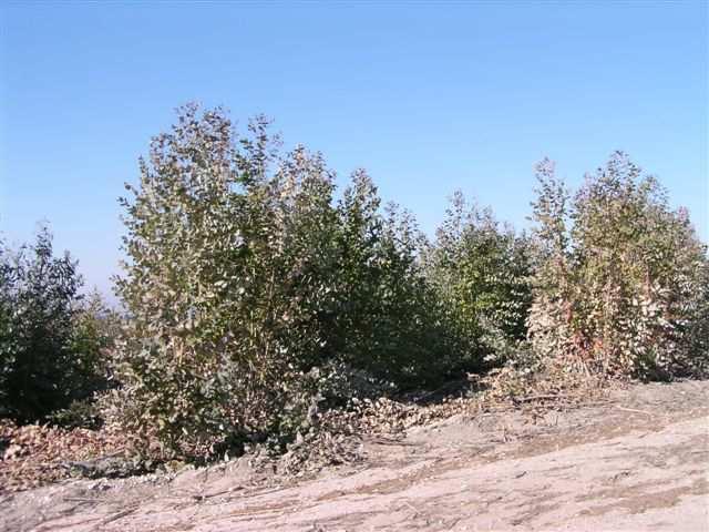 Universidade Técnica de Lisboa - Insiuo Superior de Agronomia Deparameno de Engenharia Floresal Proocolo para a insalação de ensaios de desbase de ouças de eucalipo em povoamenos