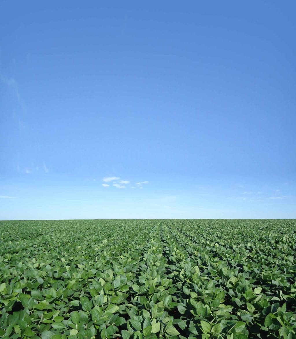 MATURAÇÃO RELATIVA DAS CULTIVARES O Grupo Brejeiro completou 70 anos de atividades e tem