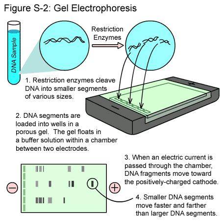 A electroforese consiste em fazer migrar biomoléculas por uma matriz, sob a influência de um campo eléctrico, permitindo