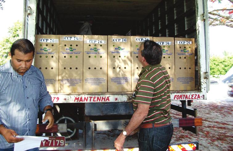 Embalagem em sacolas plásticas para serem transportadas em carrocerias de caminhão (A); embalagem em caixas de papelão para serem transportadas a longas distâncias (B);