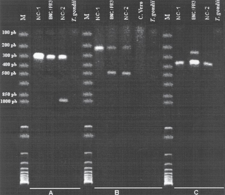 106 Locatelli-Dietrich et al. Figura 2. Produtos da PCR obtidos com a cepa de protozoário isolada de feto bovino, em três combinações de primers. Marcador molecular 1 kb plus DNA.