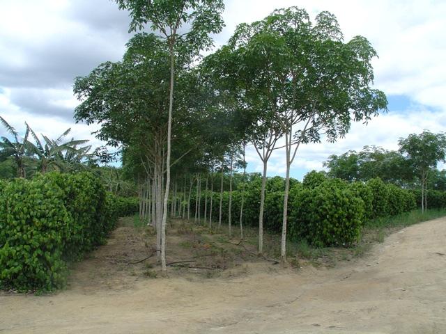pimenteiras em árvores de outras espécies que servirão de tutores) e a ausência de sistemas de irrigação.