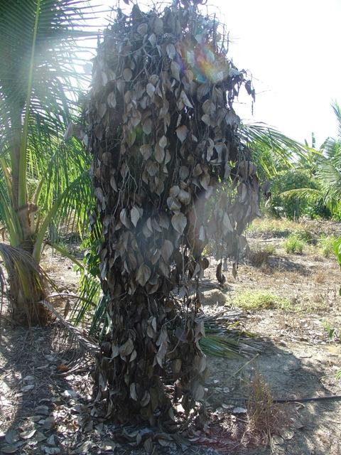 230 kg por hectare) e o preço médio de R$ 6,00 por quilo de pimenta-do-reino preta seca, o que resultaria em valores brutos próximos a R$ 13.000,00 por hectare.