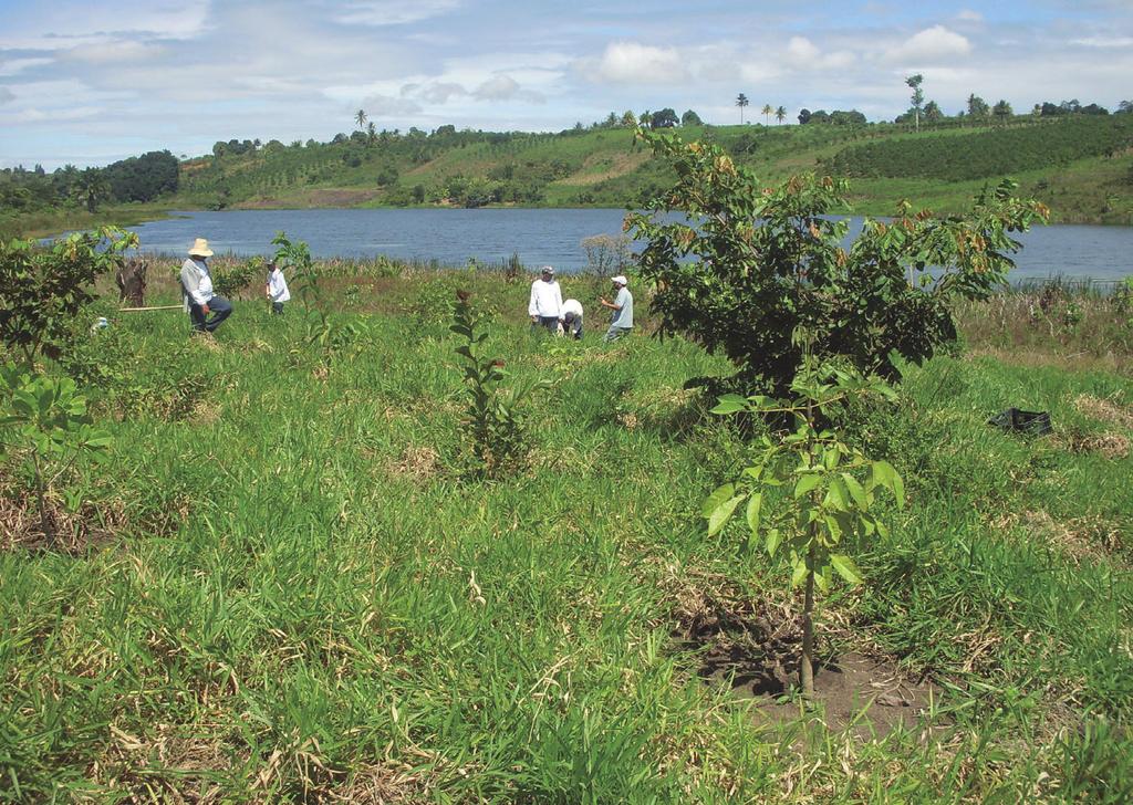 MODELOS DE RECUPERAÇÃO AMBIENTAL FOTO 11 Plan o de mudas na recuperação de matas ciliares, restauração das matas ciliares do Rio da Dona, Santo Antônio de Jesus, Bahia restauração ecológica é um