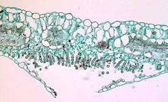 Stramenopila Classe Chytridiomycetes Classe Oomycetes Reino Fungi Divisão Zygomycota Classe Zygomycetes Divisão (Filo) Ascomycota