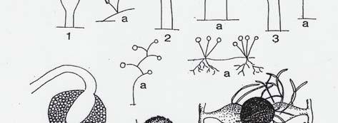 assexuada Hifas especiais com função de absorção de